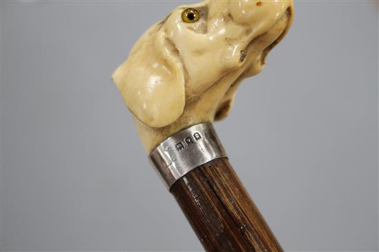 A walking stick, the ivory handle carved as a dogs head with glass eyes, silver collar, London 1918, overall length 84cm